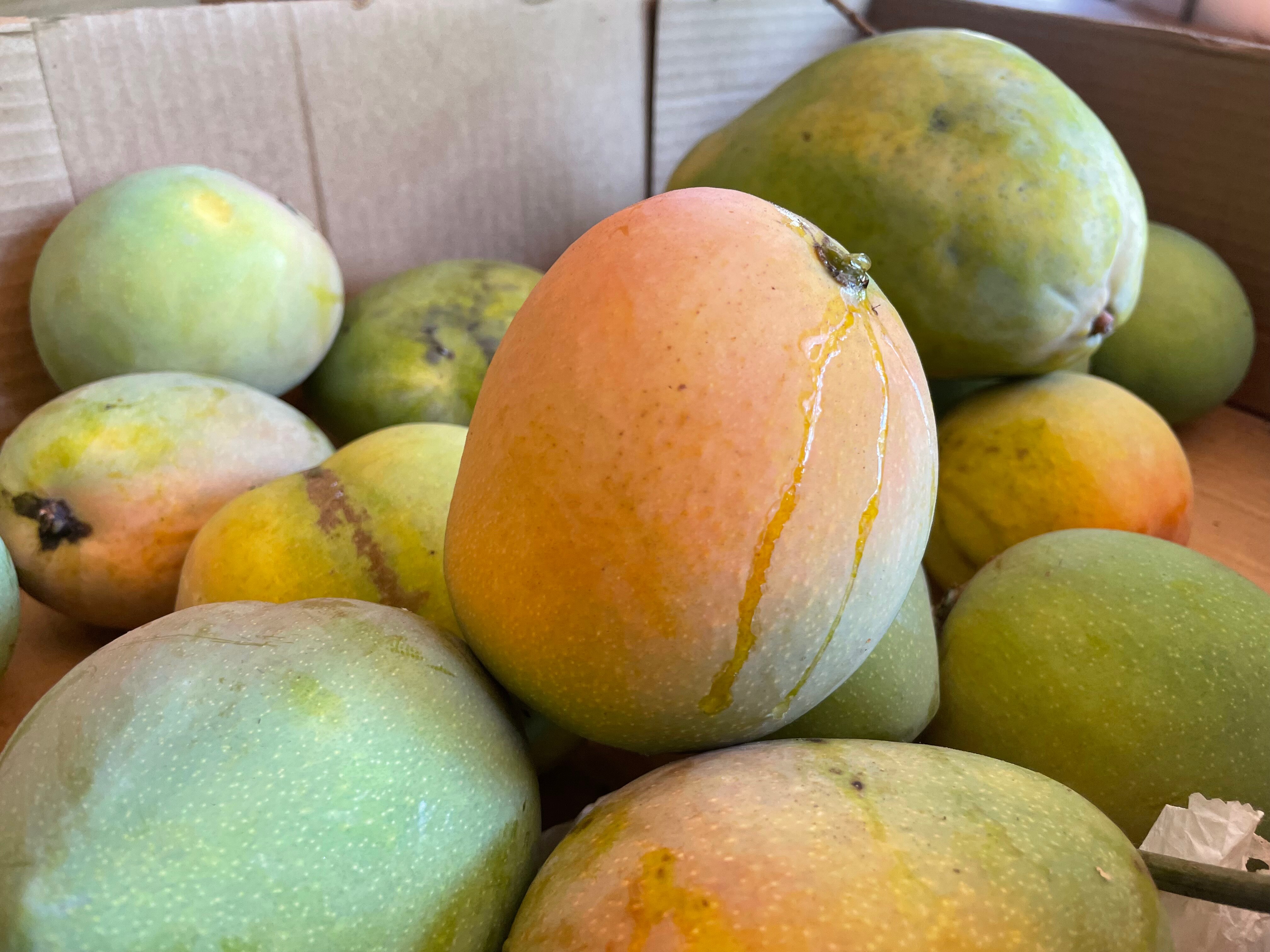 Mango season is here but be warned — a ...